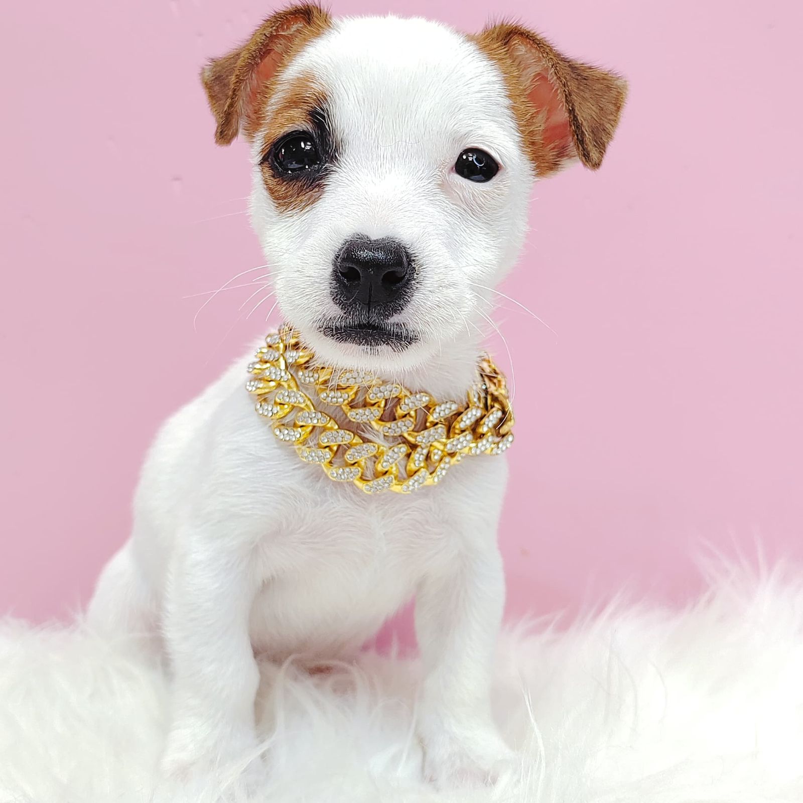 Jack Russell Terrier 杰克罗素梗