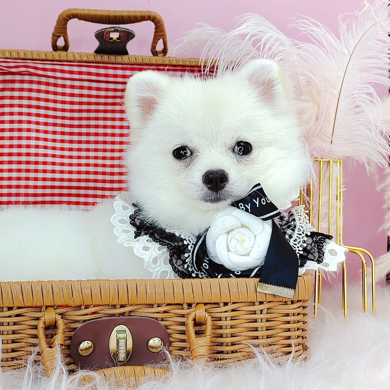 Pomeranian 博美