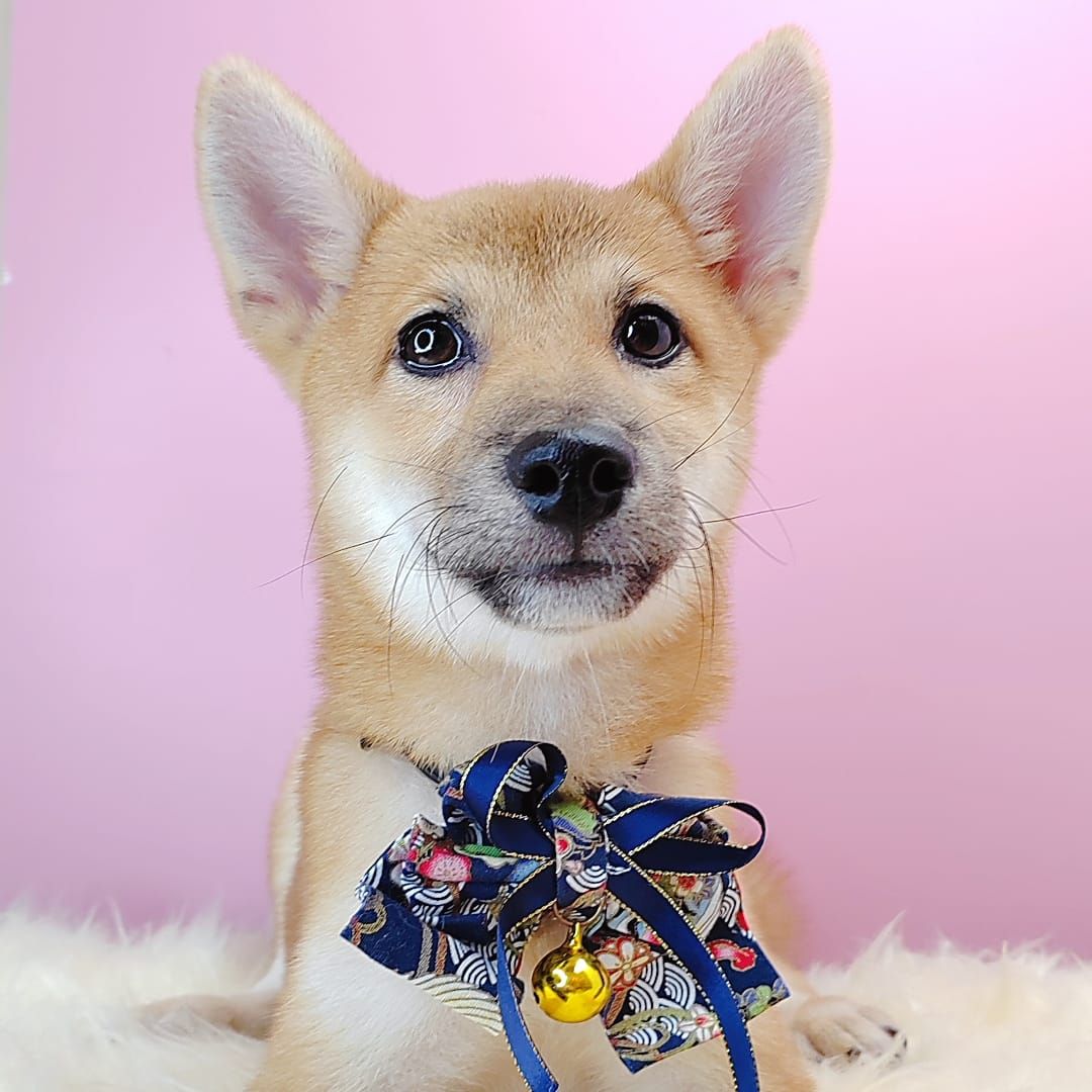 Shiba Inu 柴犬