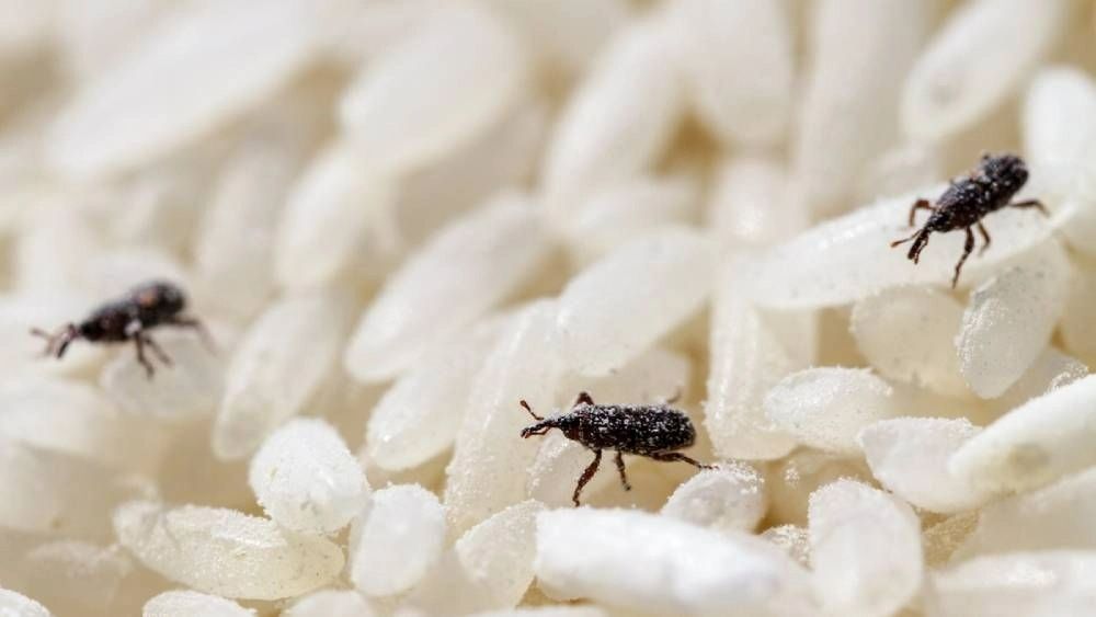 Stored Product Insects