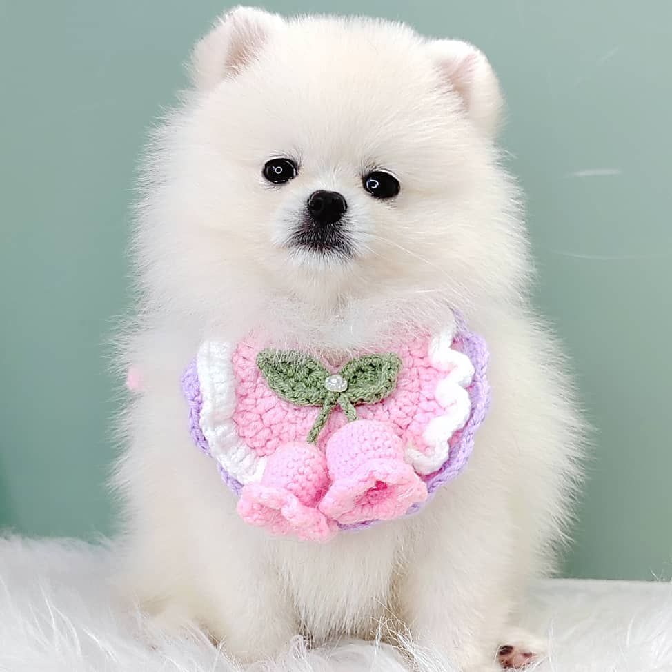 Pomeranian 博美