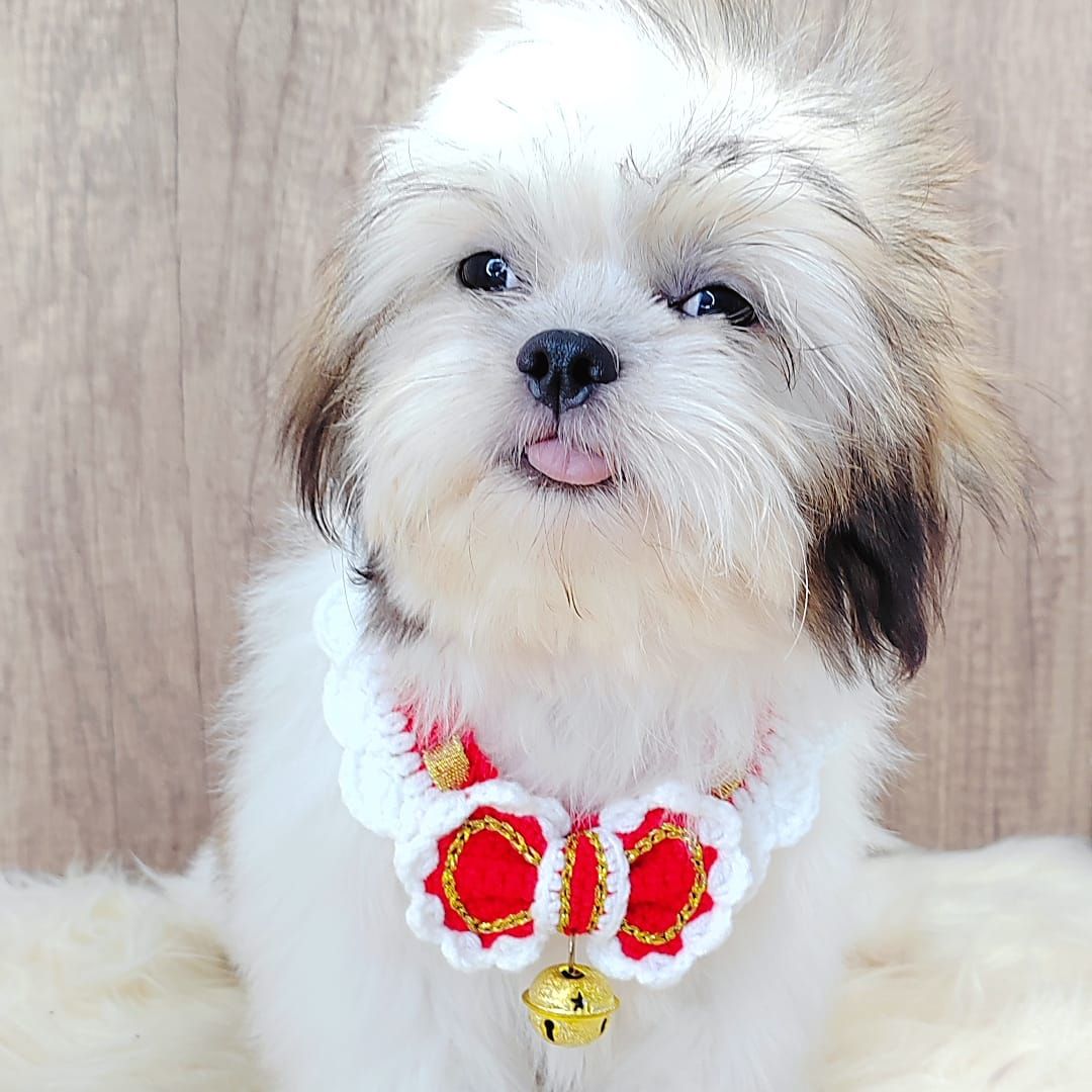 Shih Tzu 西施