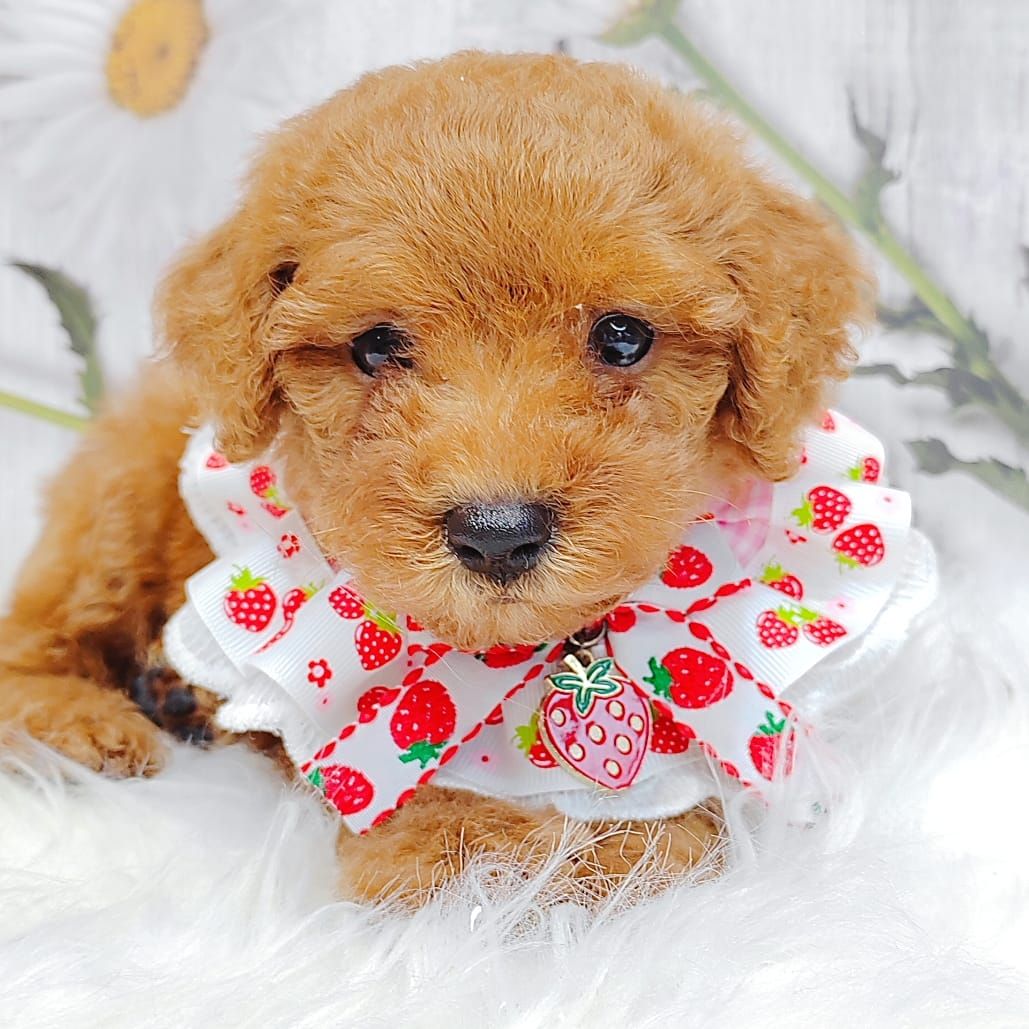 Poodle 璐靛娉拌开