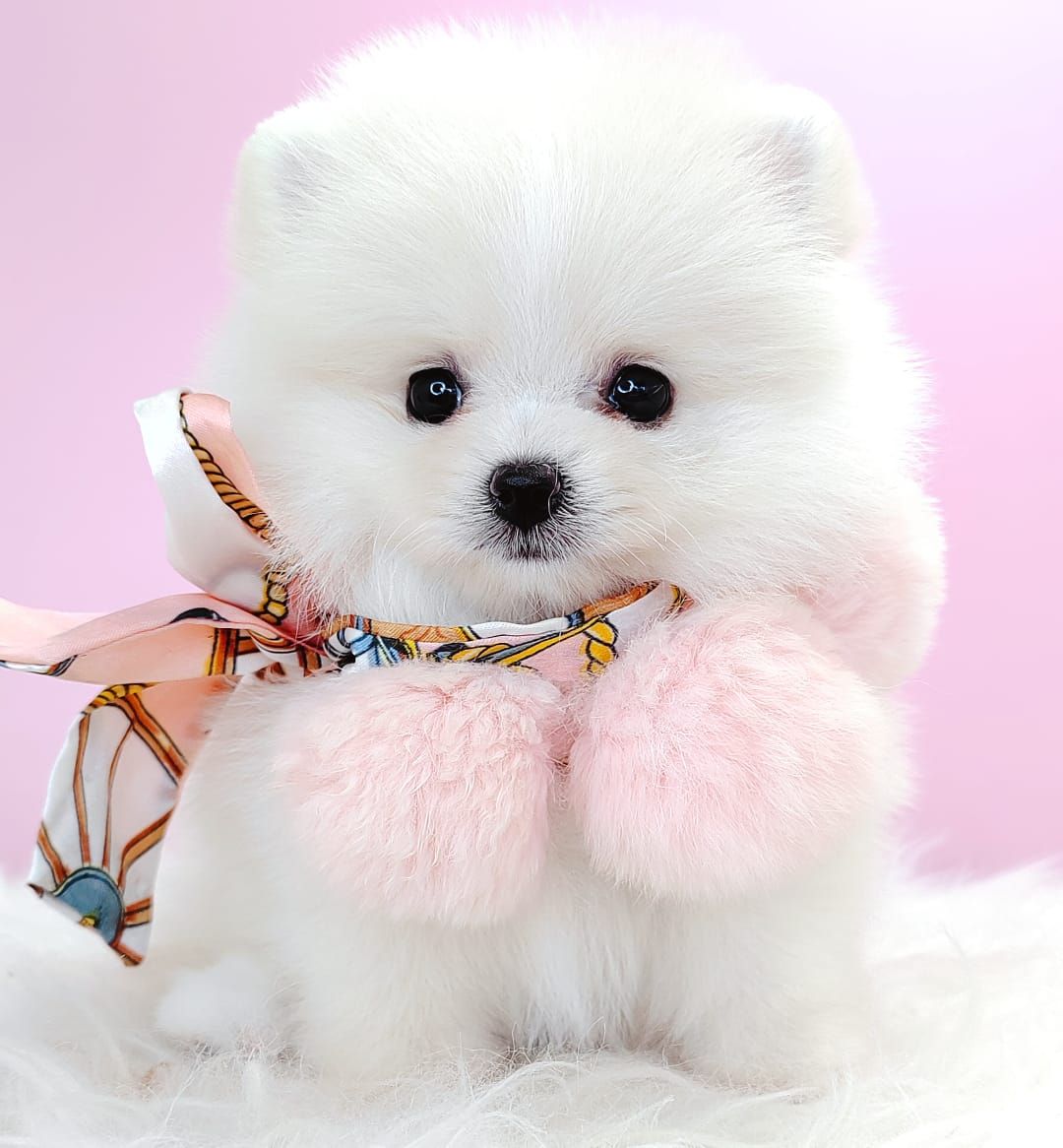 Pomeranian 博美