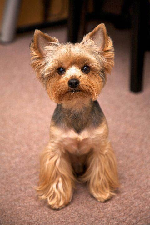 Yorkshire Terrier 约克夏
