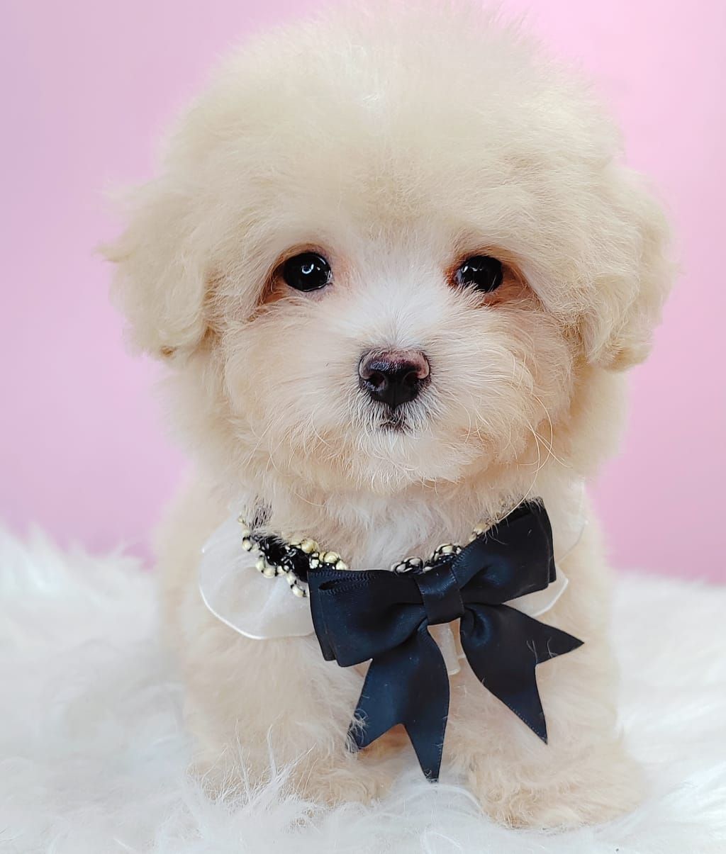 Maltipoo 马尔泰迪