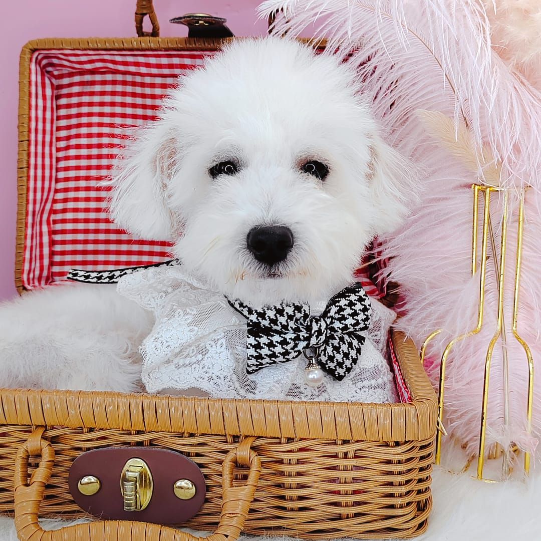 Poodle 娉拌开璐靛