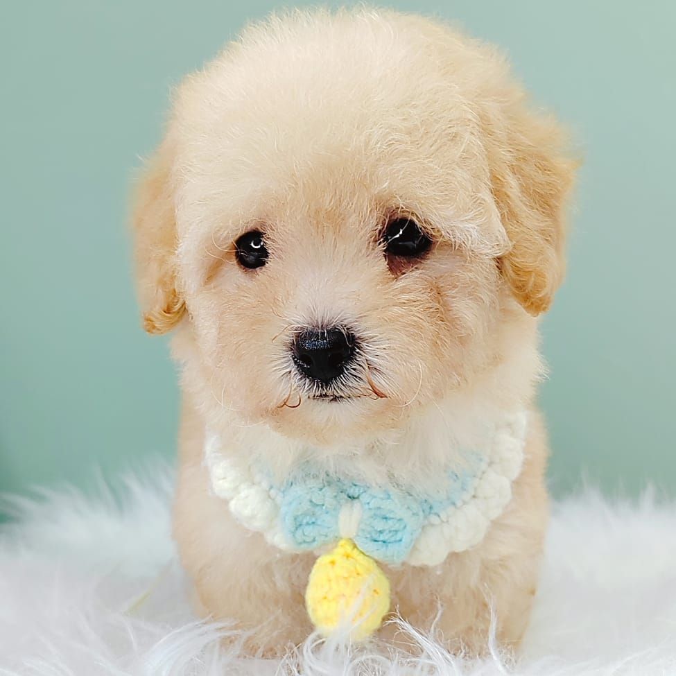 Poodle 娉拌开璐靛