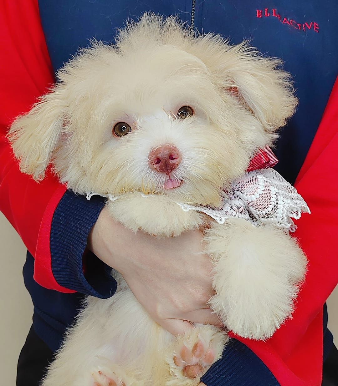 Maltipoo 马尔泰迪