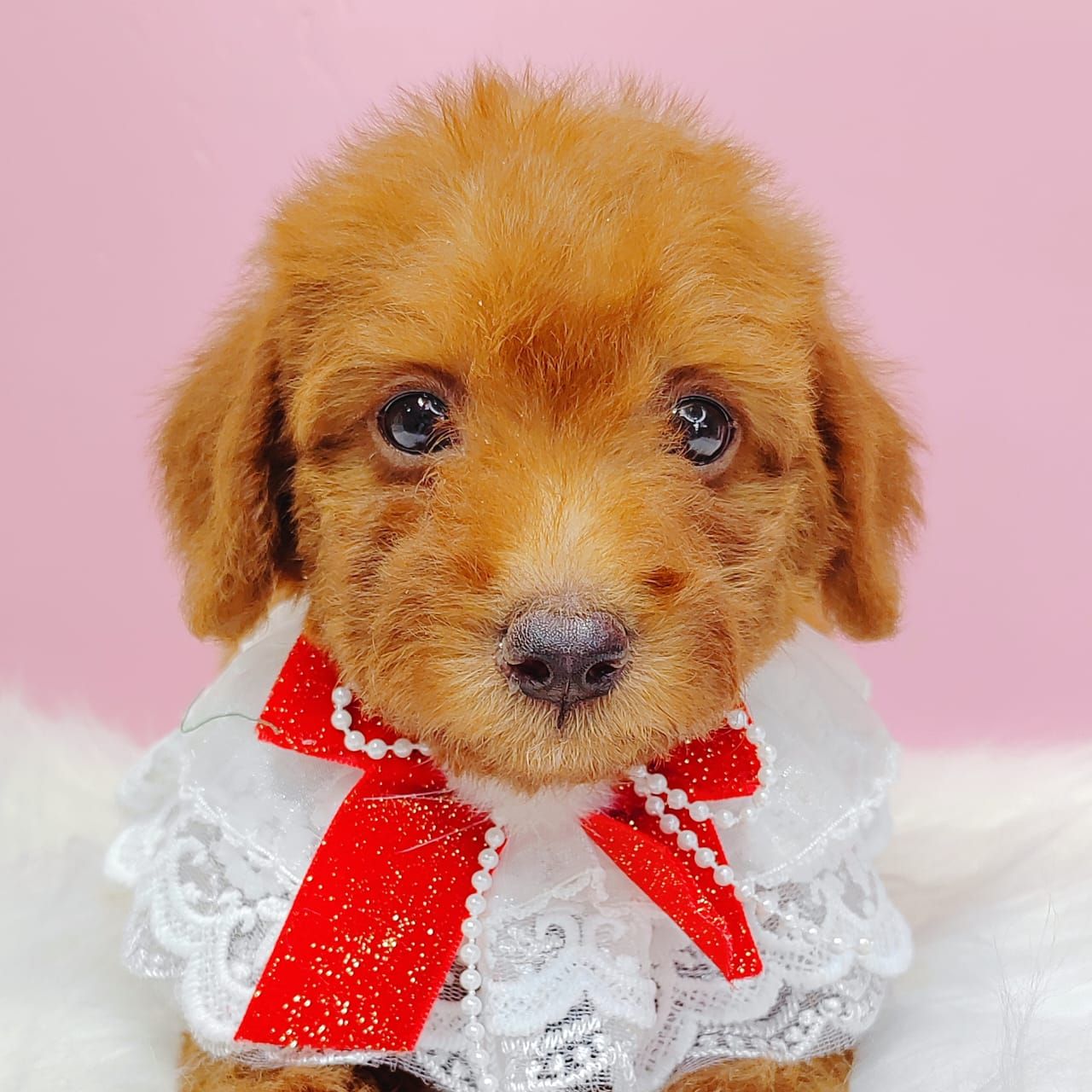 Maltipoo 马尔泰迪