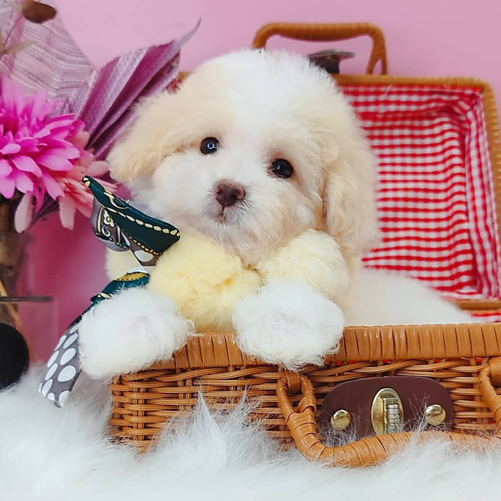 Poodle 娉拌开璐靛