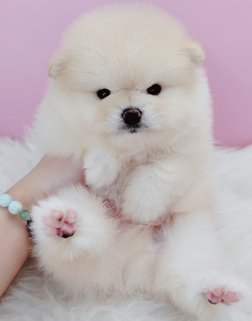Pomeranian 博美
