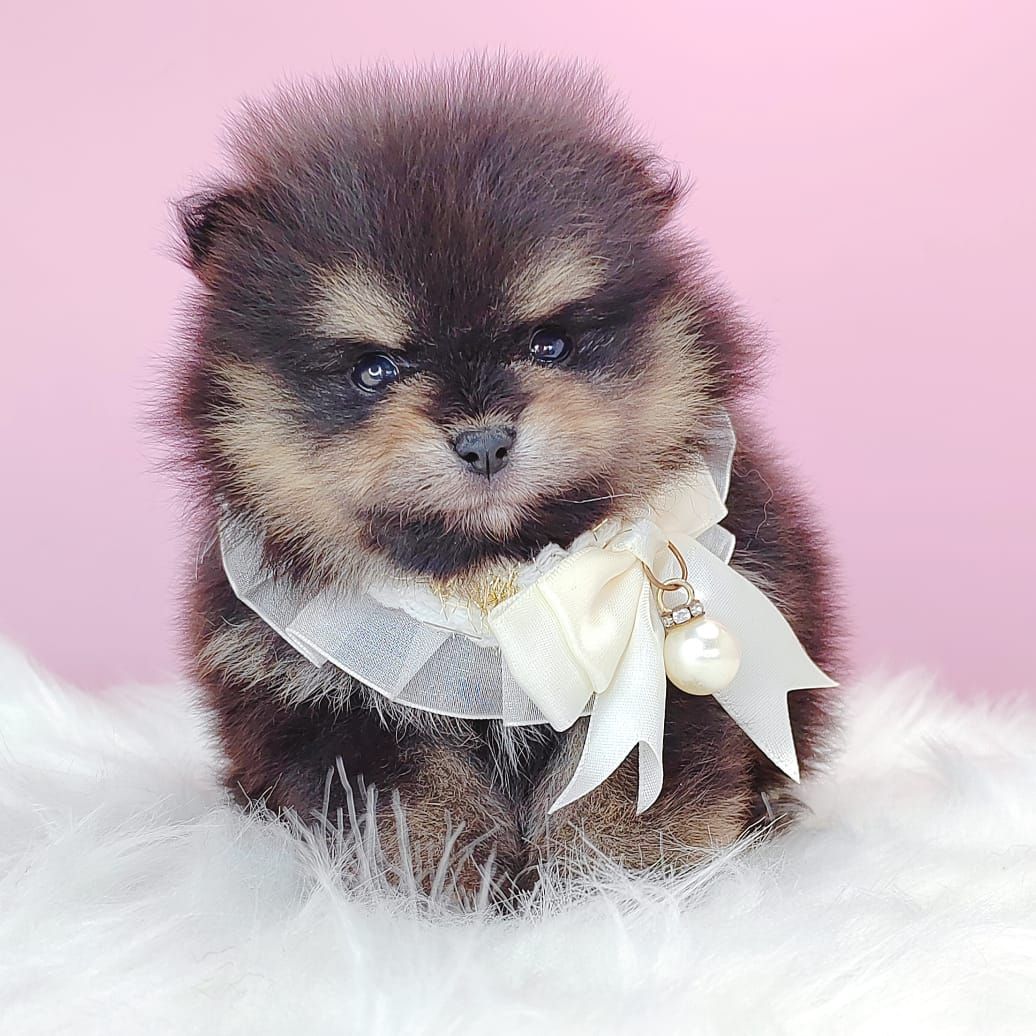 Pomeranian 博美