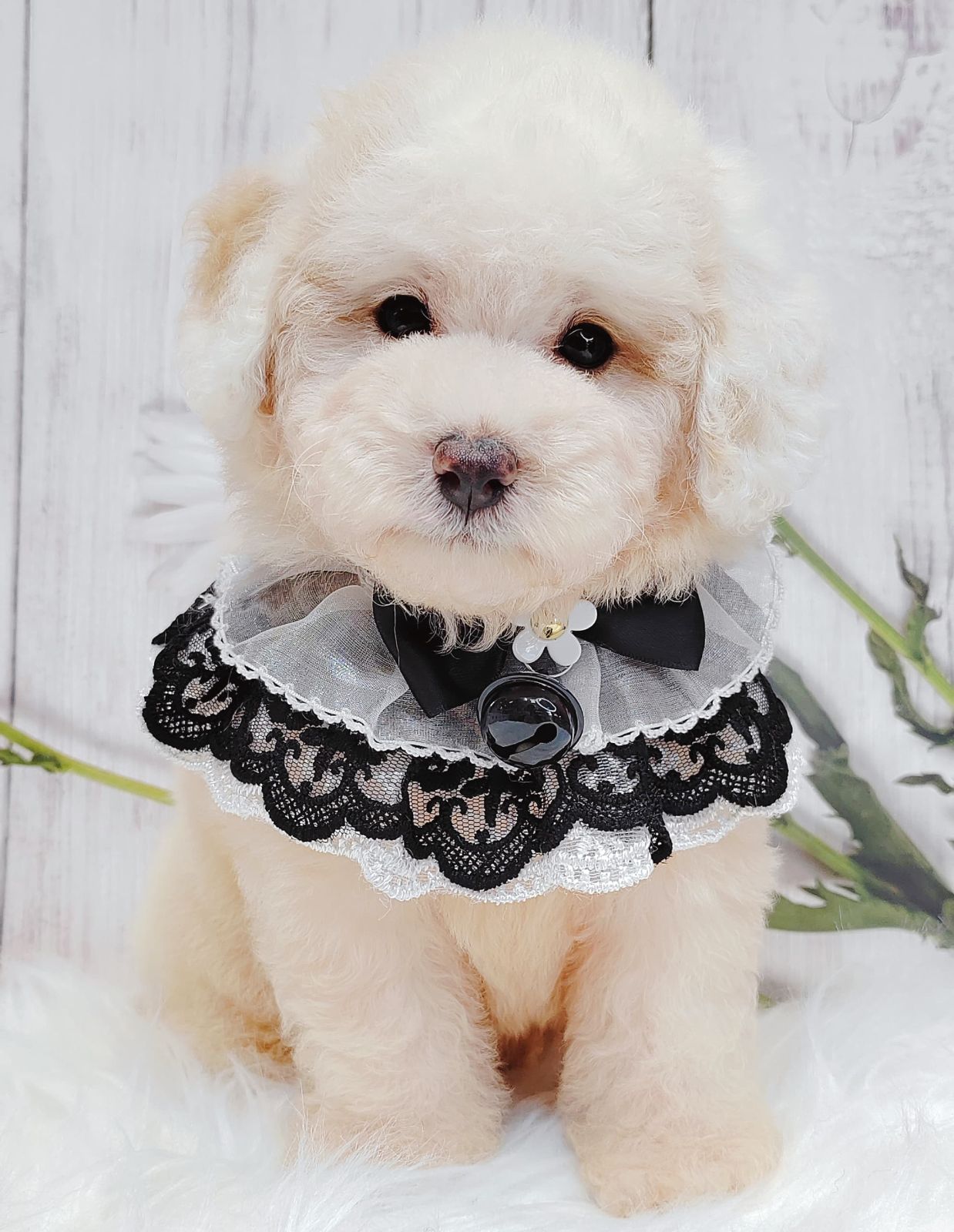 Poodle 娉拌开璐靛