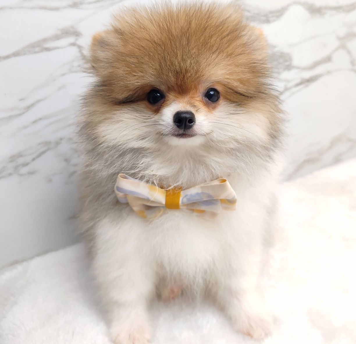 Pomeranian 博美