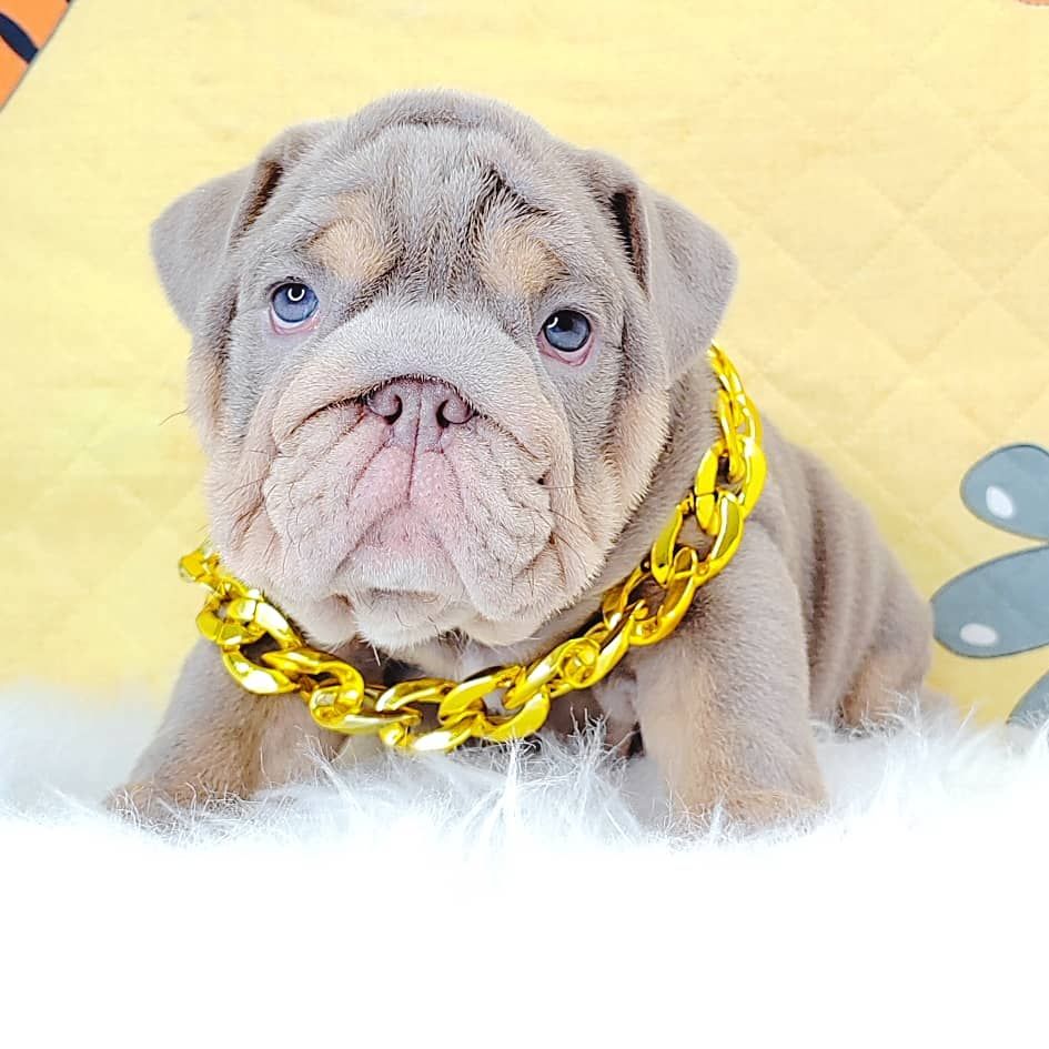 English Bulldog 英斗