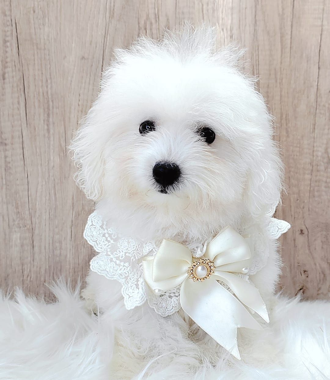 Poodle 娉拌开璐靛