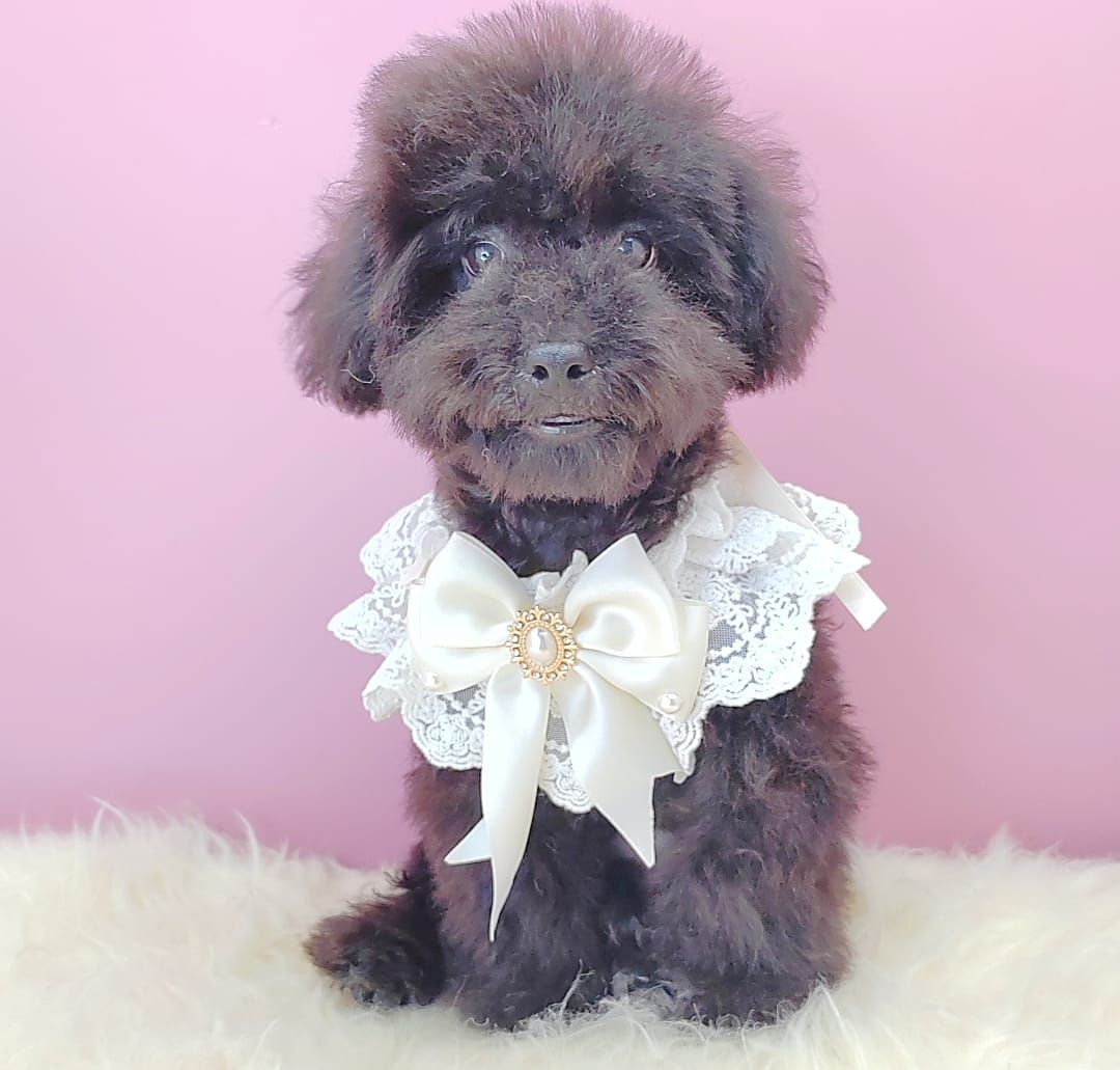 Poodle 娉拌开璐靛