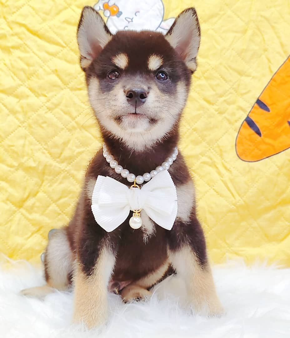 Shiba Inu 柴犬