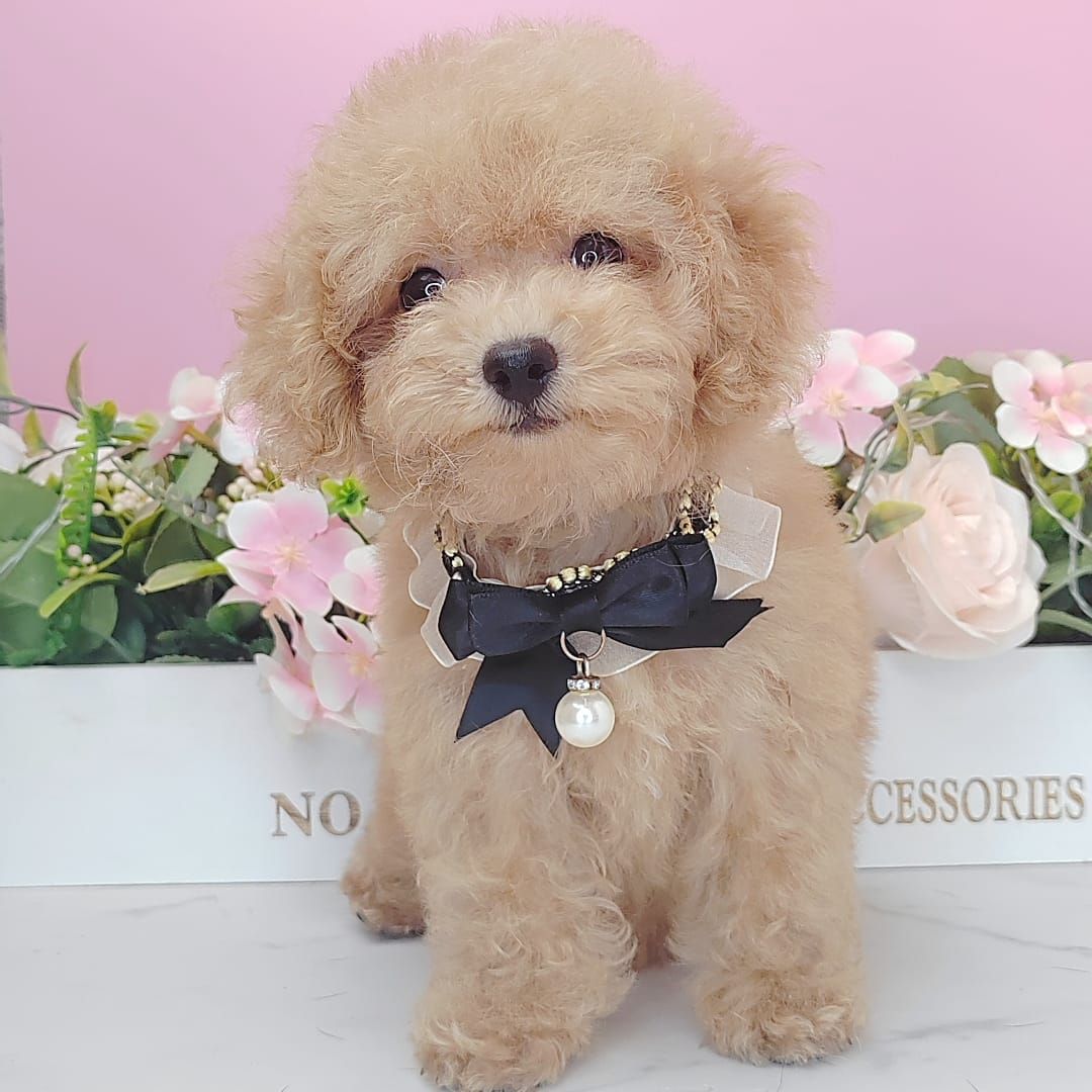 Poodle 娉拌开璐靛