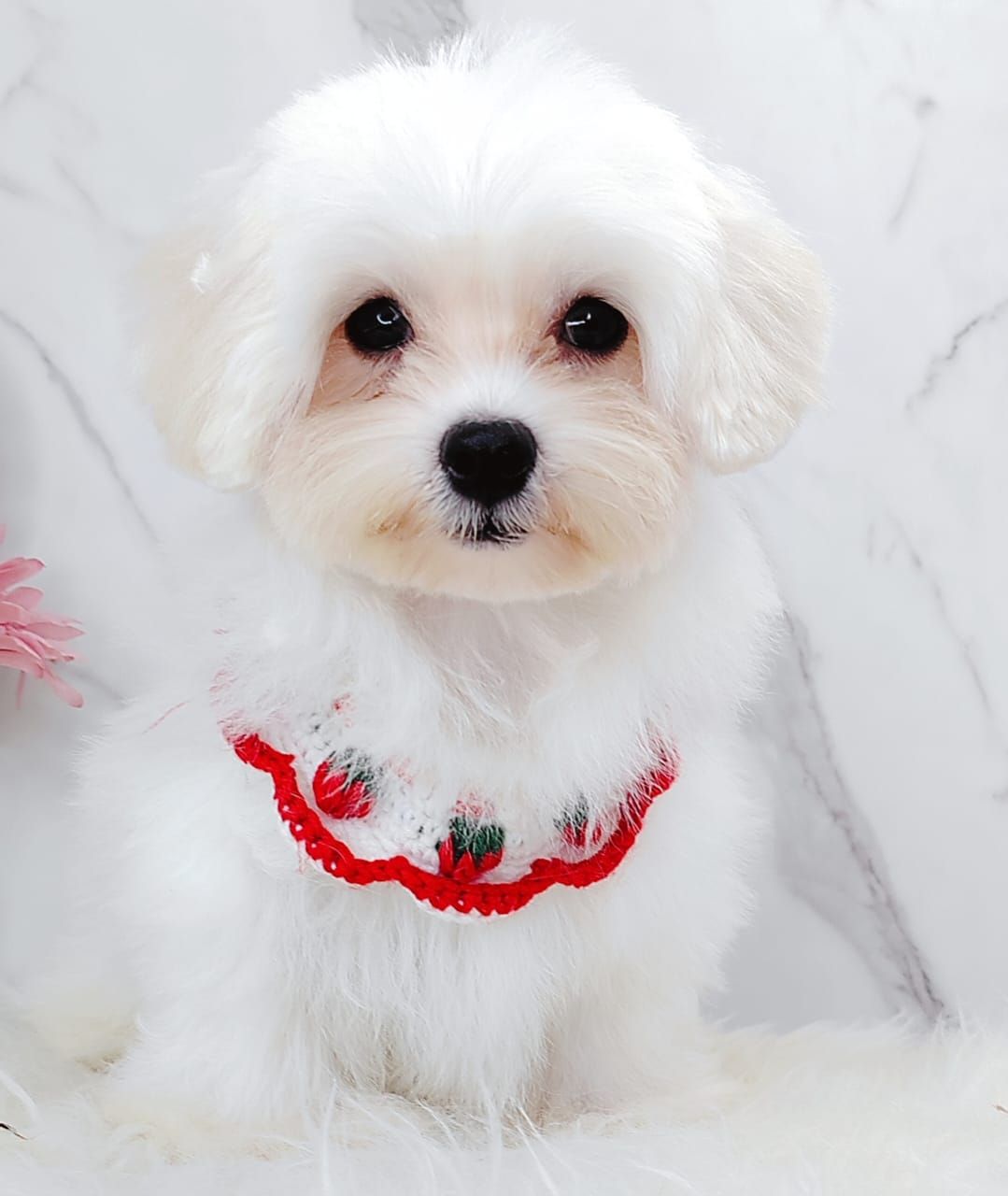Maltipoo 马尔泰迪