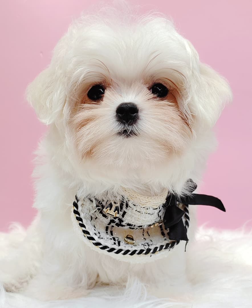 Maltese 马尔济斯