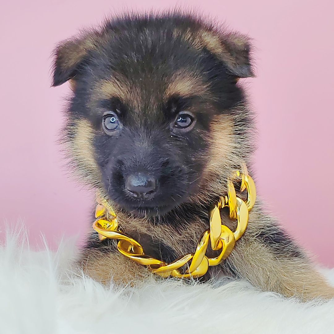 German Shepherd 德国牧羊犬