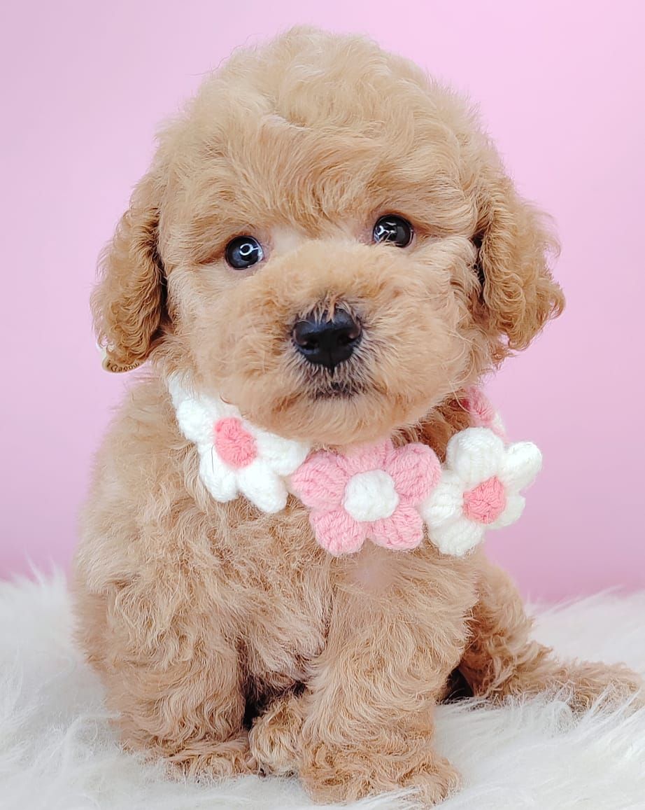 Poodle 璐靛娉拌开