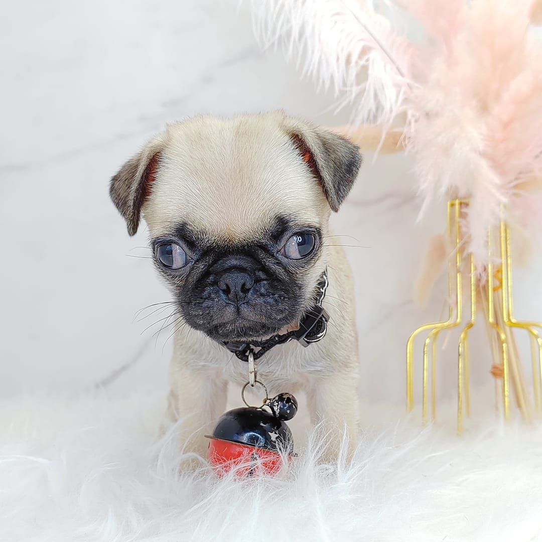 Pug 巴哥