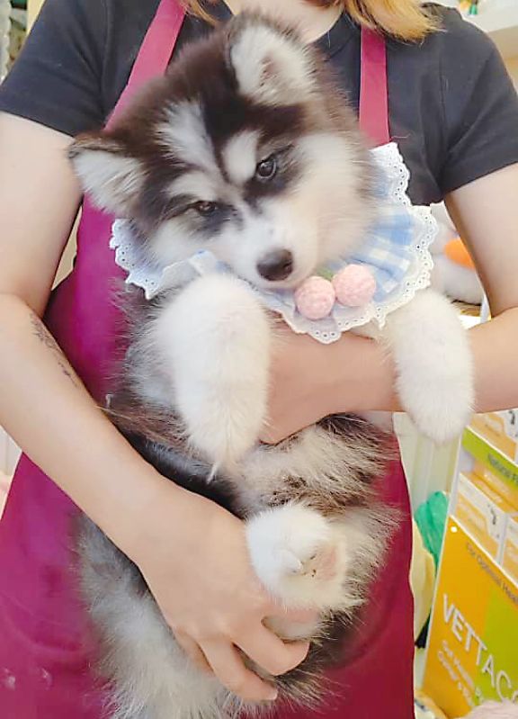 Wooly Husky 哈士奇