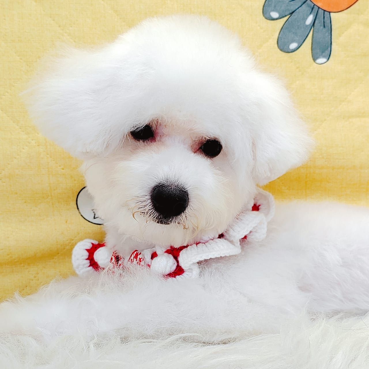 Bichon 比熊