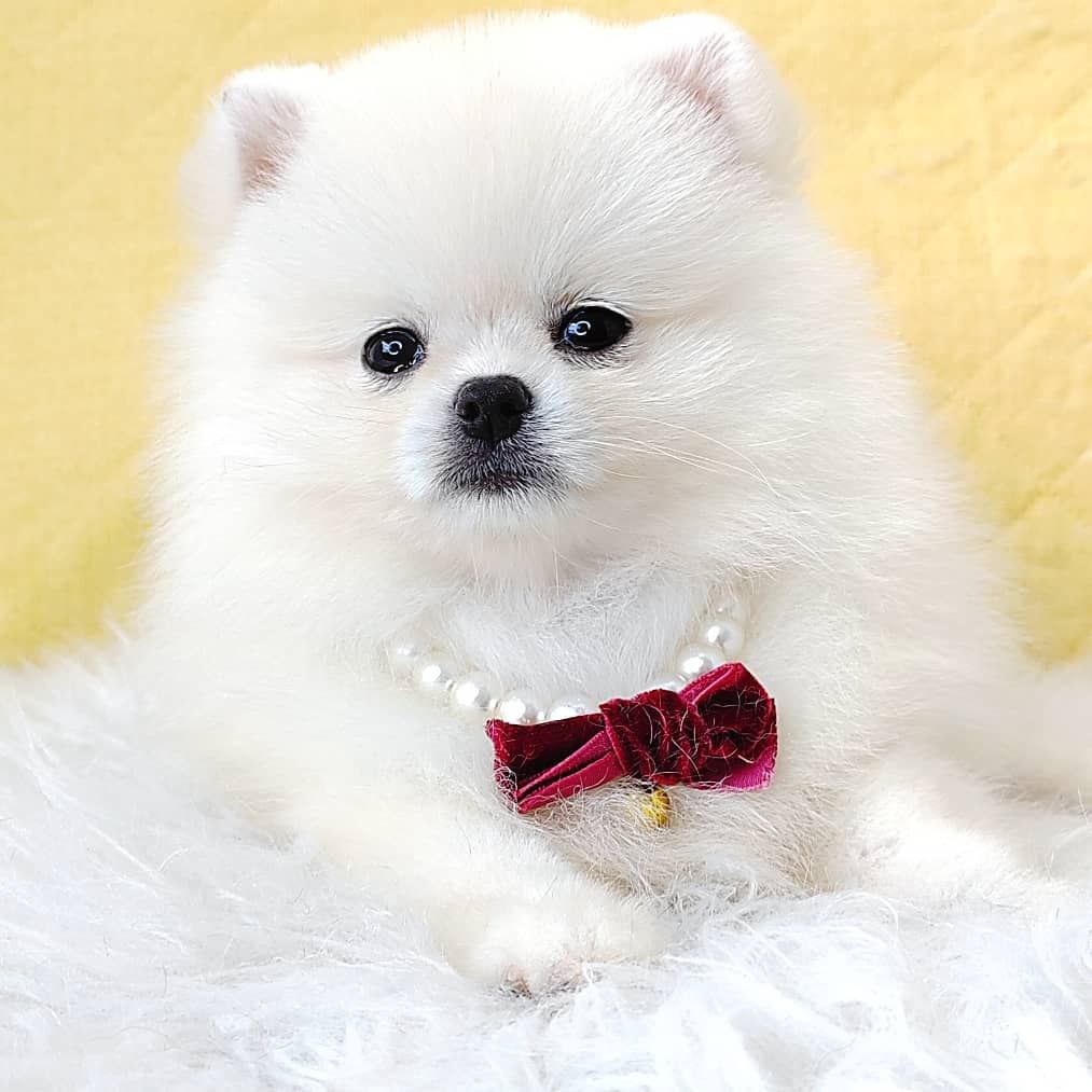 Pomeranian 博美
