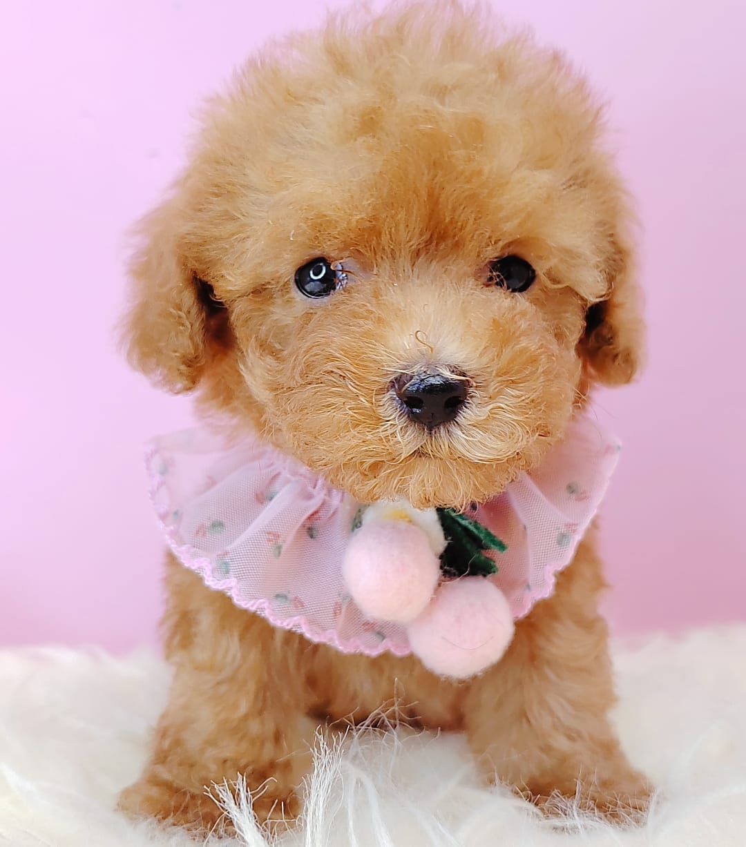  Poodle 娉拌开璐靛