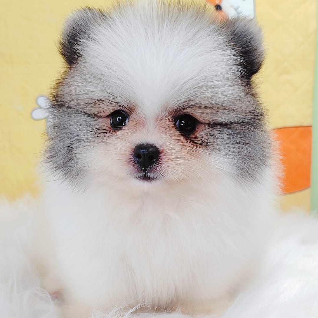Pomeranian 博美