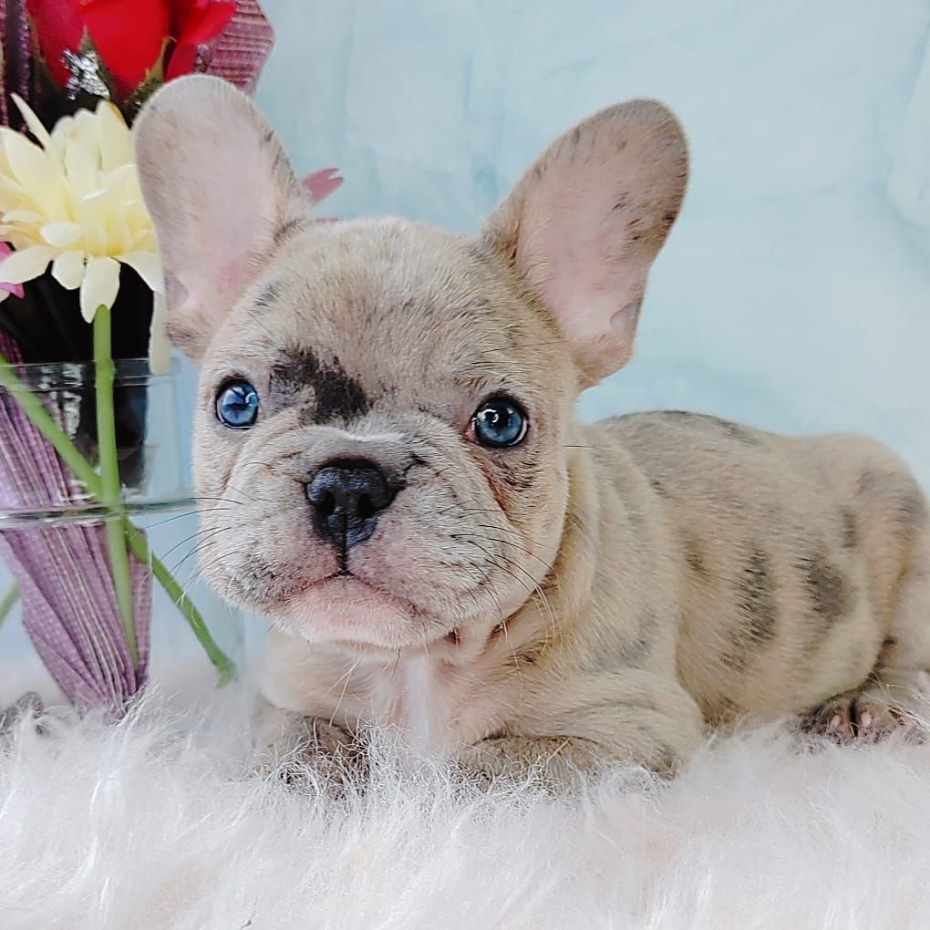 French Bulldog 法斗