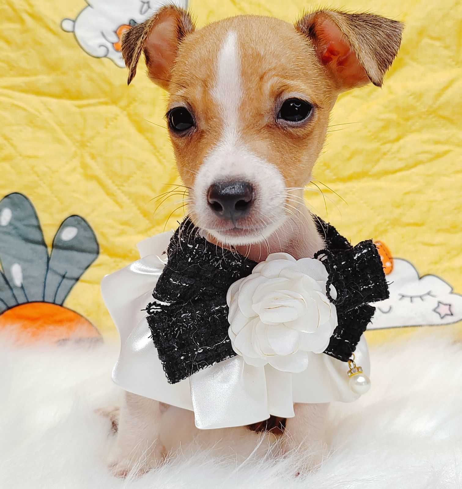 Jack Russell Terrier 杰克罗素梗