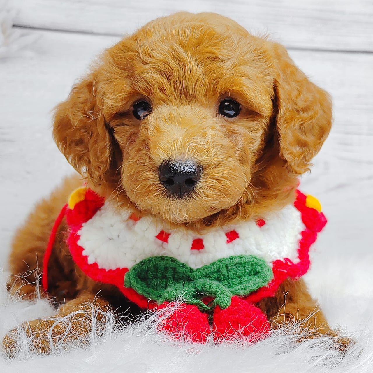 Poodle 娉拌开璐靛