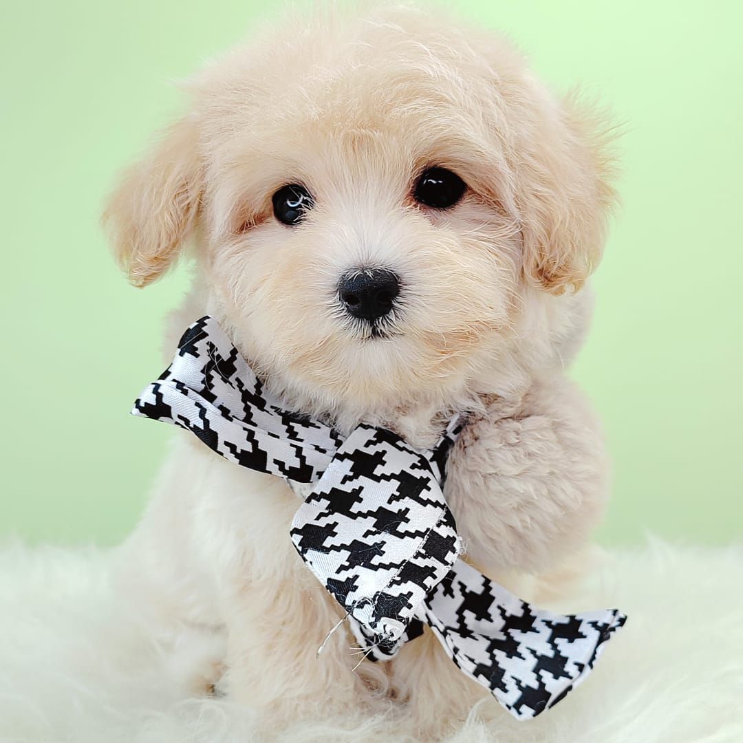 Maltipoo 马尔泰迪