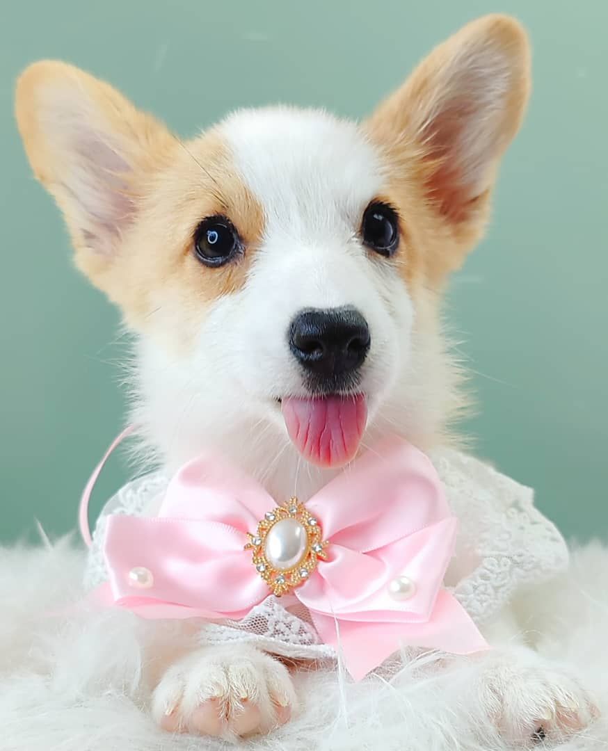 Corgi 柯基