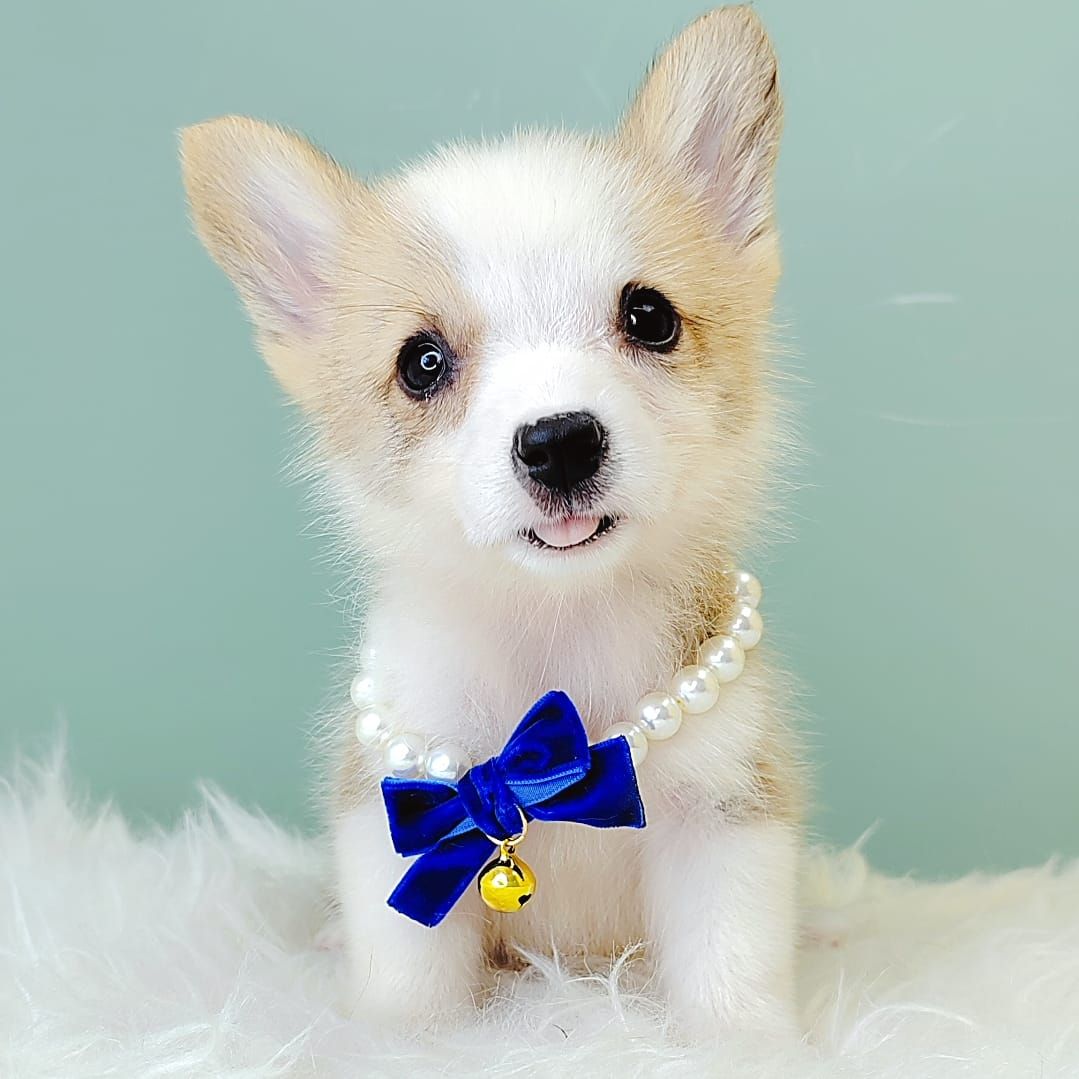Corgi 柯基
