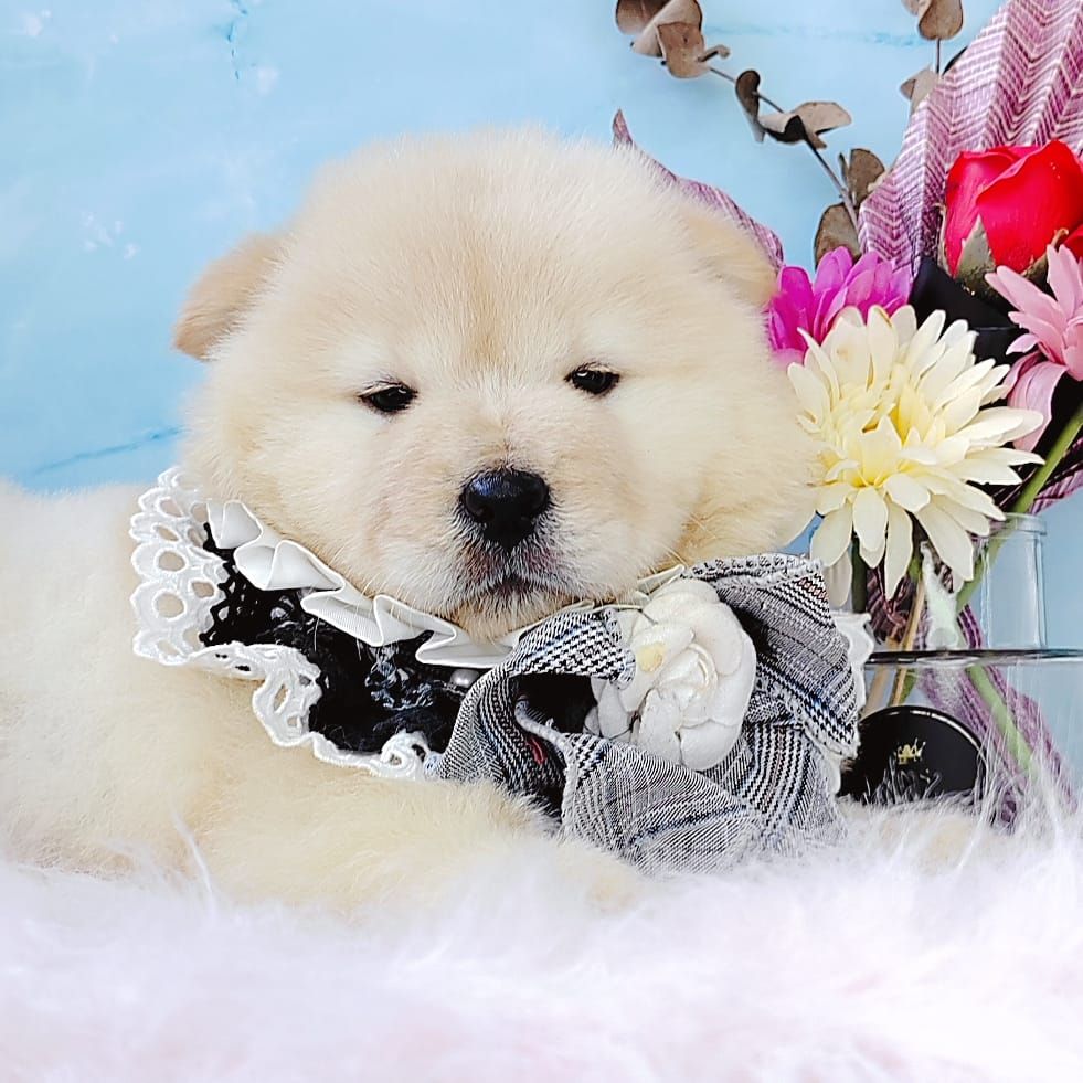 Chow Chow 松狮犬
