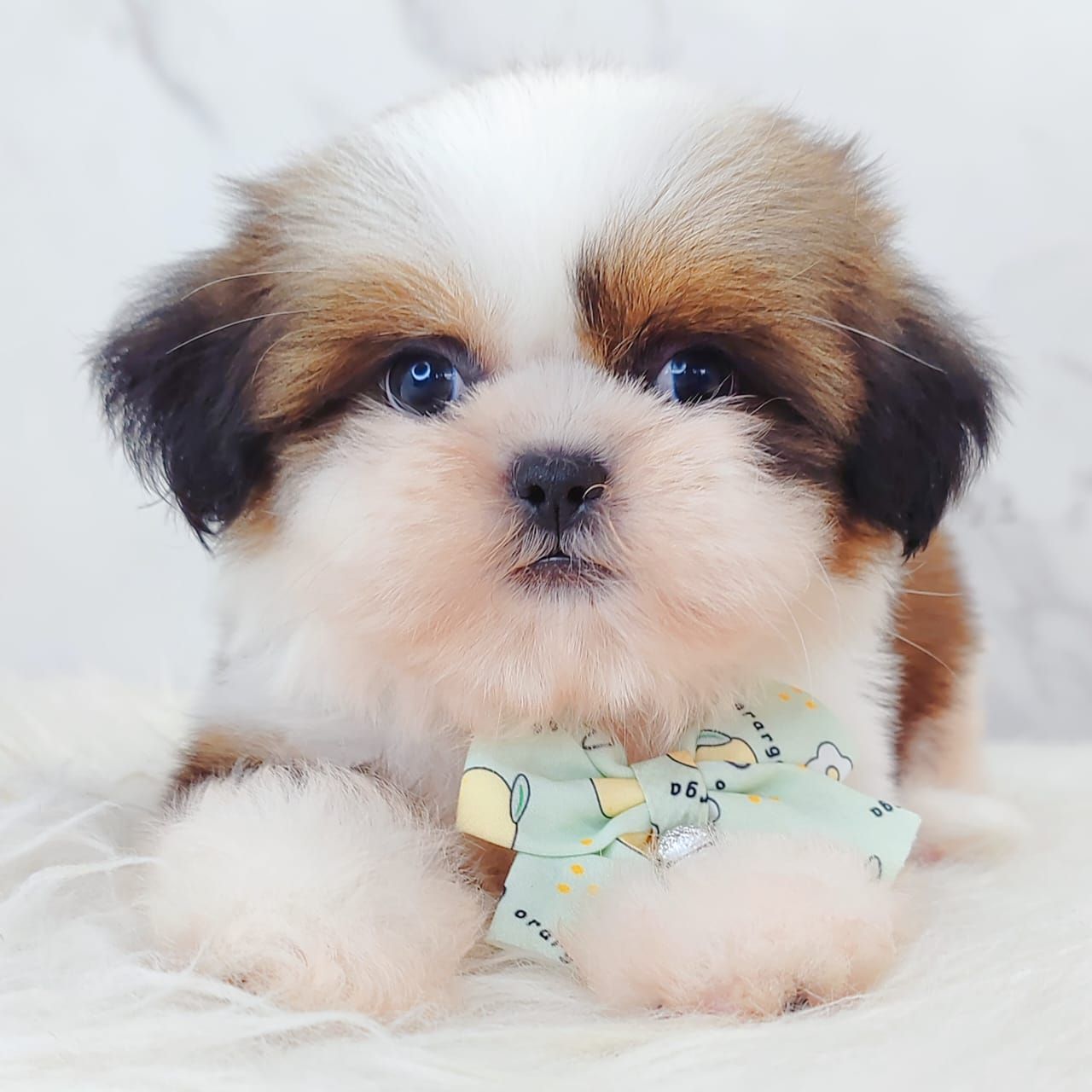 Shih Tzu 西施