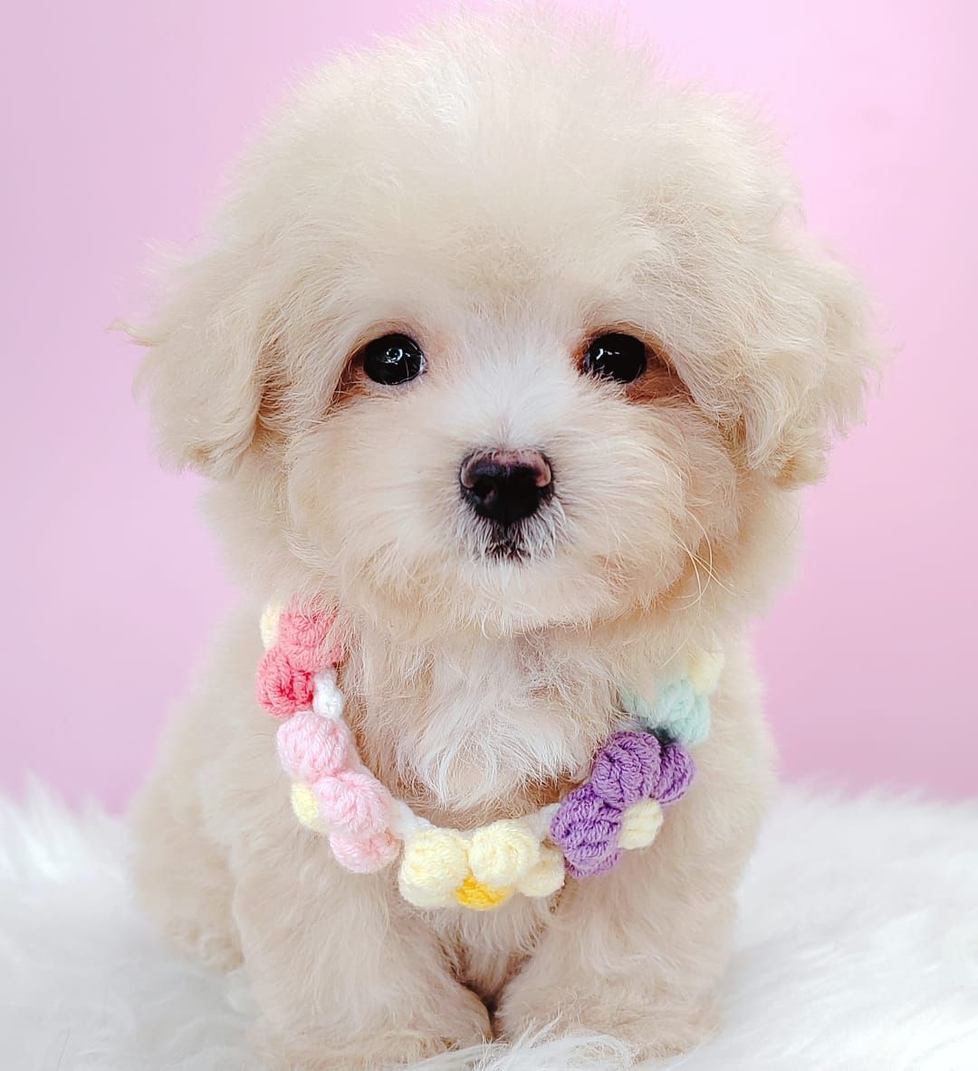 Maltipoo 马尔泰迪