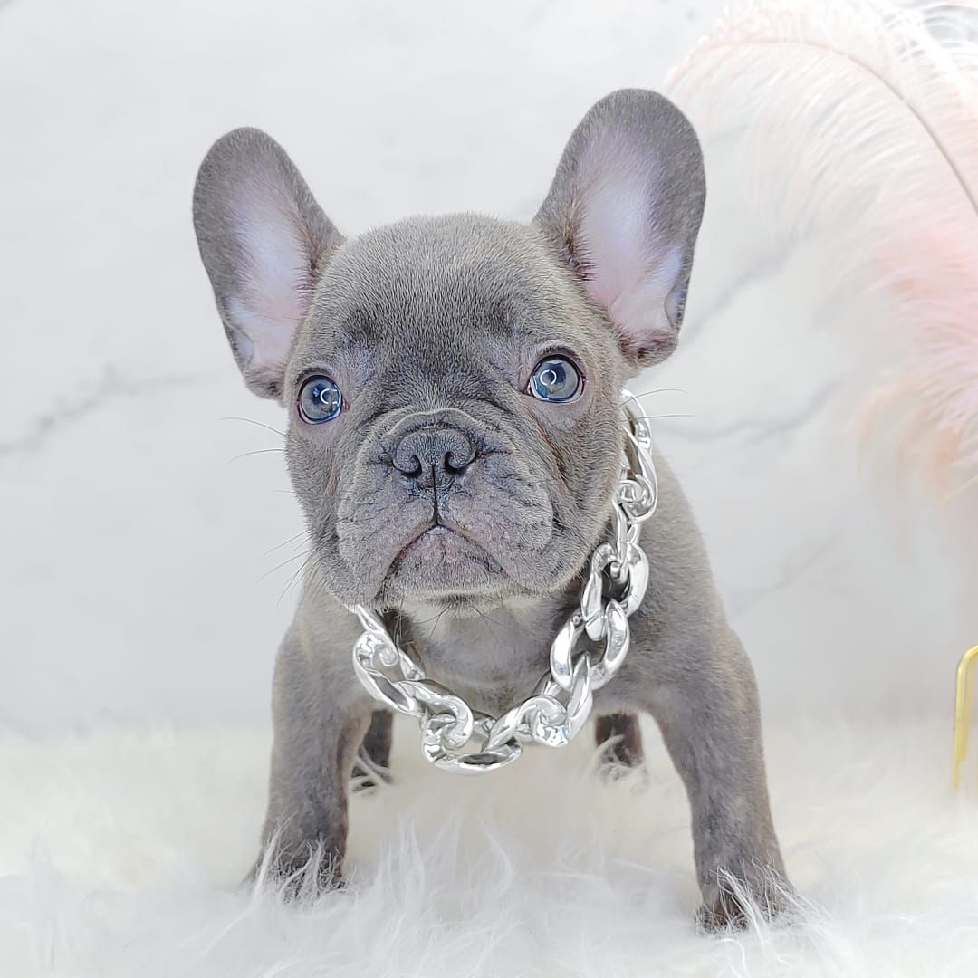 French Bulldog 法斗