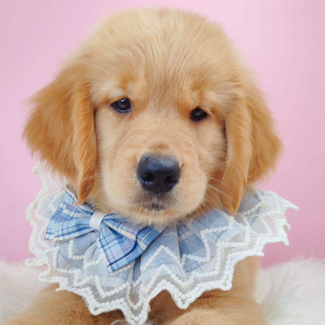 Golden Retriever 黄金猎犬