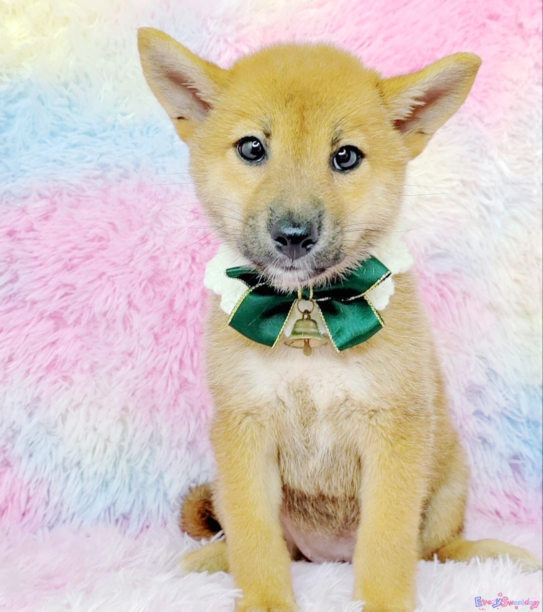 Shiba inu 柴犬