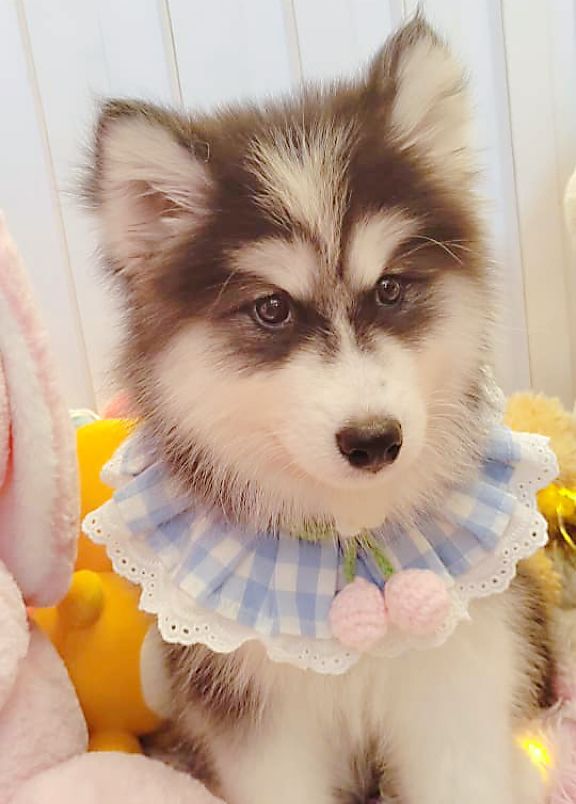 Wooly Husky 哈士奇