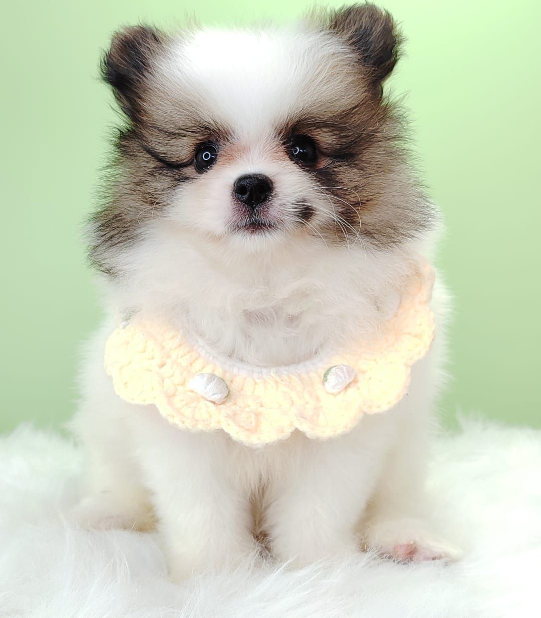 Pomeranian 博美