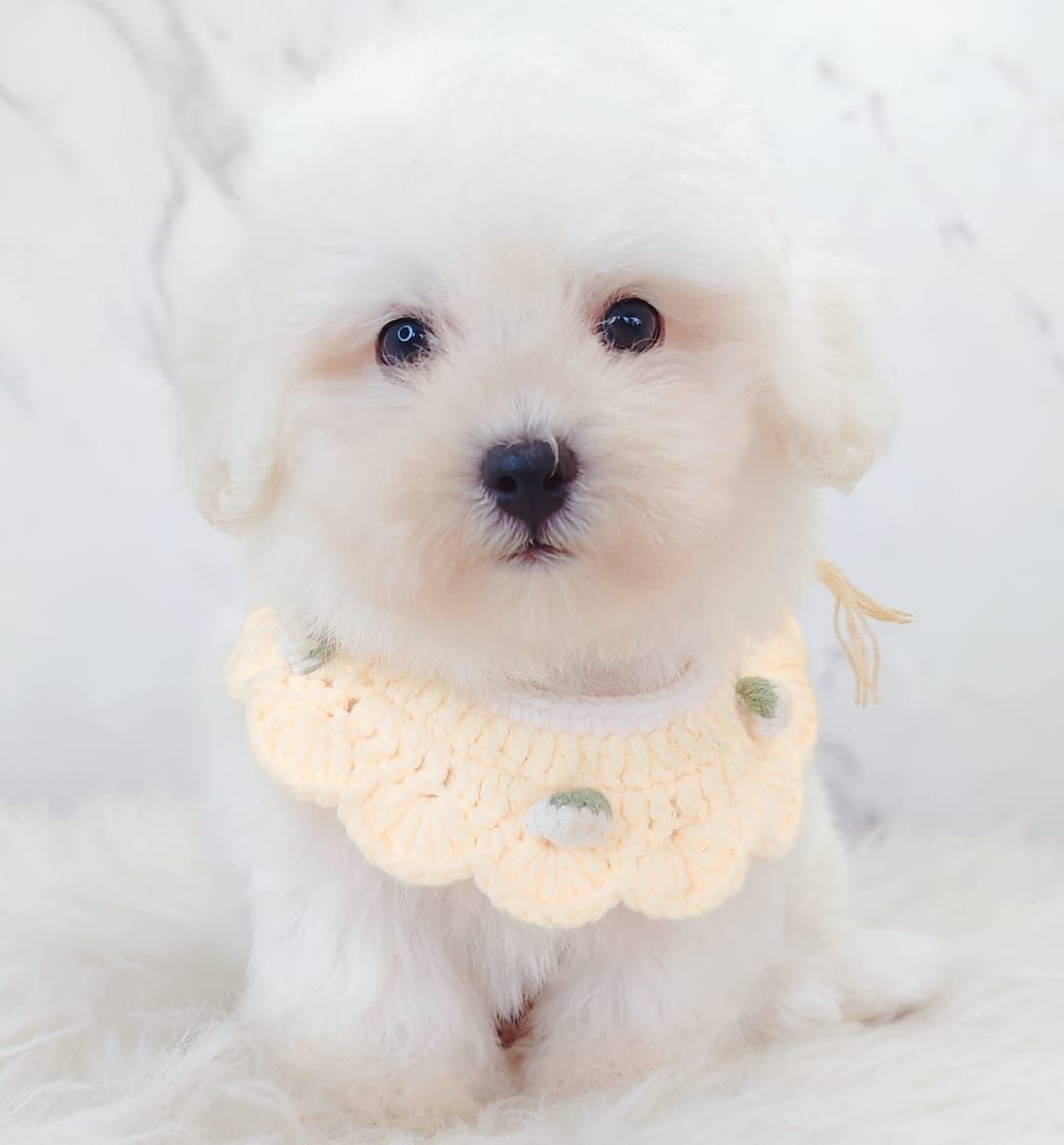 Bichon 比熊