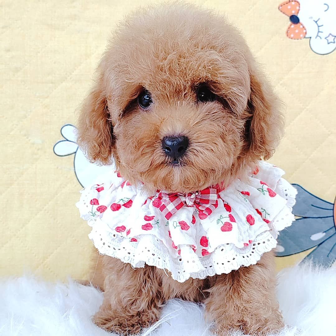 Poodle 娉拌开璐靛